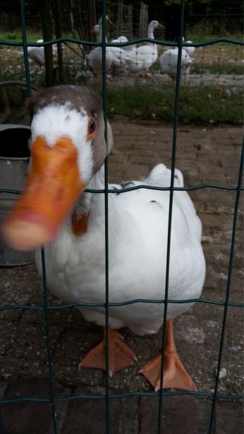 unadjustednonraw_thumb_226ae