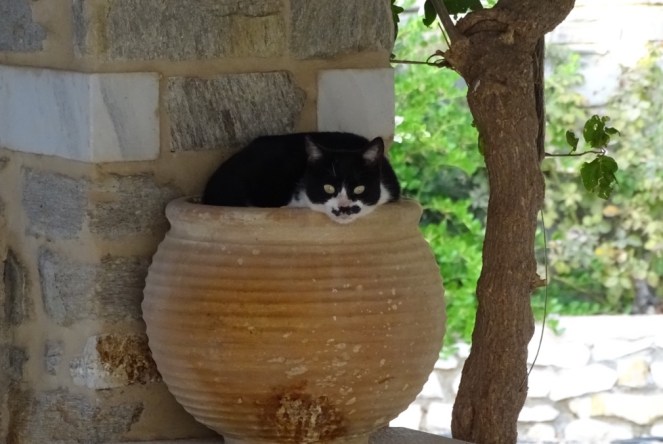 unadjustednonraw_thumb_22778