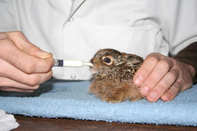 478068_462564127118123_1094110565_o